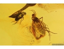 Wood gnat Anisopodidae. Fossil insect in Baltic amber #11156