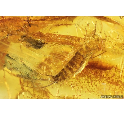 Silverfish Lepismatidae. Fossil inclusion in Baltic amber stone #11160