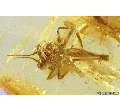 Cricket Orthoptera. Fossil insect in Baltic amber #11161