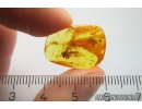 Cricket Orthoptera. Fossil insect in Baltic amber #11161
