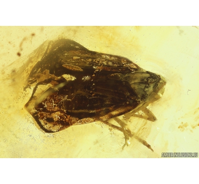 Planthopper Fulgoromorpha, unknown Larva and More. Fossil inclusion in Baltic amber #11162