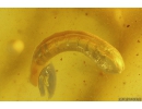 Planthopper Fulgoromorpha, unknown Larva and More. Fossil inclusion in Baltic amber #11162