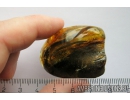 Long 26mm! Leaf Fossil inclusion in Ukrainian rovno amber stone #11163R
