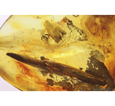 Leaf, Click beetle and Ants. Fossil inclusions in Ukrainian Rovno amber #11164R