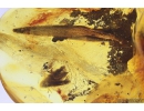 Leaf, Click beetle and Ants. Fossil inclusions in Ukrainian Rovno amber #11164R