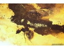 Leaf, Click beetle and Ants. Fossil inclusions in Ukrainian Rovno amber #11164