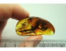 Leaf, Click beetle and Ants. Fossil inclusions in Ukrainian Rovno amber #11164R