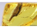 Nice Leaves in spider web. Fossil inclusions Baltic amber #11165