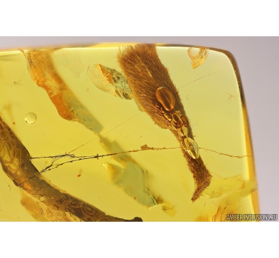 Nice Leaves in spider web. Fossil inclusions Baltic amber #11165