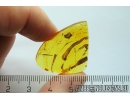 Nice Leaves in spider web. Fossil inclusions Baltic amber #11165