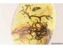 Nice Lichen. Fossil inclusion in Baltic amber #11166