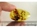 Nice Lichen. Fossil inclusion in Baltic amber #11166