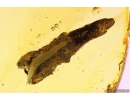 Big 12mm Plant. Fossil inclusion in Baltic amber stone #11168