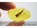 Big 12mm Plant. Fossil inclusion in Baltic amber stone #11168