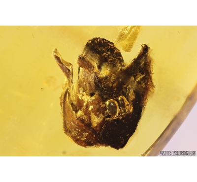 Rare plant, probably a flower. Fossil inclusion in Baltic amber stone #11169