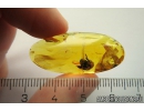 Rare plant, probably a flower. Fossil inclusion in Baltic amber stone #11169