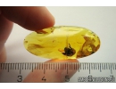 Rare Plant. Fossil inclusion in Baltic amber stone #11169