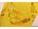 Mayfly with eggs, Ephemeroptera. Fossil insect in Baltic amber stone #11171