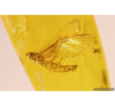 Mayfly with eggs, Ephemeroptera. Fossil insect in Baltic amber stone #11171