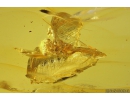 Mayfly with eggs, Ephemeroptera. Fossil insect in Baltic amber stone #11171