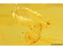 Mayfly with eggs, Ephemeroptera. Fossil insect in Baltic amber stone #11171