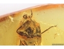 Many True midges Chironomidae and Beetle Coleoptera. Fossil insects in Baltic amber stone #11177