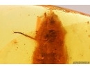 Many True midges Chironomidae and Beetle Coleoptera. Fossil insects in Baltic amber stone #11177