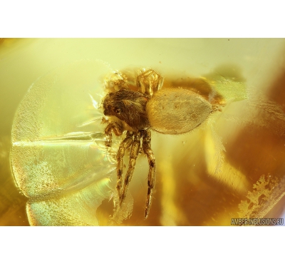 Nice Jumping Spider Salticidae. Fossil inclusion in Baltic amber #11179