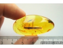 Nice Big Leaves 19mm Fossil inclusions in Baltic amber stone #11180