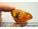 Big 20mm Leaf Print. Fossil inclusion in Baltic amber #11181