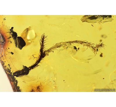 Nice Moss Bryophyta. Fossil Inclusion in Baltis amber #11182