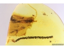 Nice 23mm! Thuja, Bristletail 14mm! and More. Fossil inclusions in Baltic amber #11184