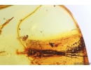 Nice 23mm Thuja, Bristletail and More. Fossil inclusions in Baltic amber #11184
