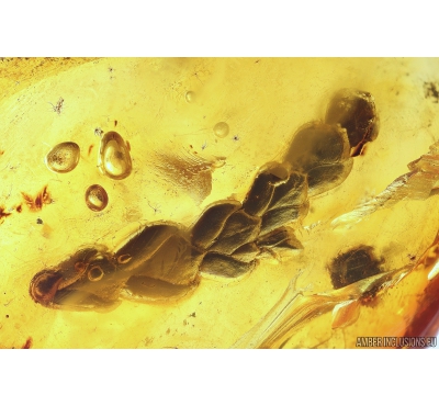 Nice Thuja. Fossil inclusions in Baltic amber #11185