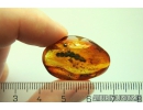 Nice Thuja. Fossil inclusion in Baltic amber #11185