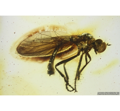 Rare Robber fly,  Asilidae. Fossil insect in Baltic amber #11188