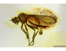 Rare Robber fly,  Asilidae. Fossil insect in Baltic amber #11188