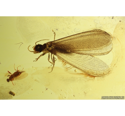 Nice Termite Isoptera and More. Fossil inclusiosn in Baltic amber #11190