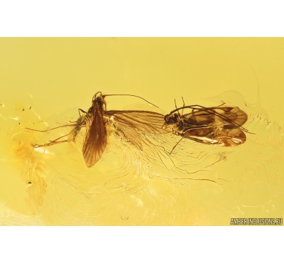 Nice Caddisfly Trichoptera and Psocid Psocoptera. Fossil inclusions in Baltic amber #11191