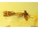 Nice Caddisfly Trichoptera and Psocid Psocoptera. Fossil inclusions in Baltic amber #11191