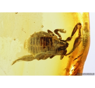 Pseudoscorpion Cheliferidae Electrochelifer. Fossil inclusion in Baltic amber #11199