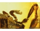 Pseudoscorpion Cheliferidae Electrochelifer. Fossil inclusion in Baltic amber #11199
