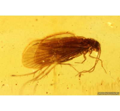 Nice Caddisfly Trichoptera. Fossil insect in Baltic amber #11209