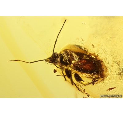 True Bug Miridae Fossil inclusion in Baltic amber #11216