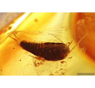 Silverfish Lepismatidae. Fossil inclusion in Baltic amber stone #11217