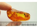 Silverfish Lepismatidae. Fossil inclusion in Baltic amber stone #11217