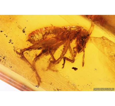 Cricket Orthoptera. Fossil insect in Baltic amber #11218