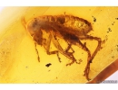 Cricket Orthoptera. Fossil insect in Baltic amber #11218