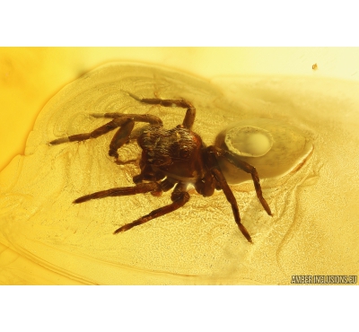 Jumping Spider Salticidae. Fossil inclusion in Baltic amber #11222