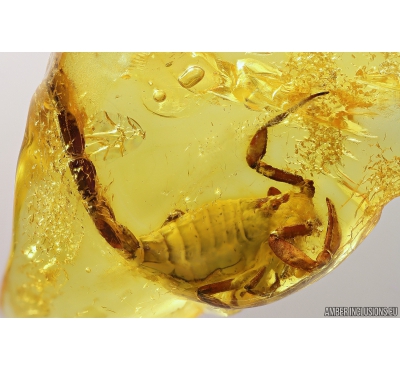 Extremely Rare Scorpion in Baltic amber stone #11223